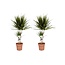 Dracaena Marginata - Set van 2 - Drakenbloedboom - Pot 17cm - Hoogte 70-80cm