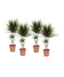 Dracaena marginata - 4er Set - Drachenbaum - Topf 17cm - Höhe 70-80cm