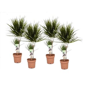 Dracaena Marginata - Set van 4 - Drakenbloedboom - Pot 17cm - Hoogte 70-80cm