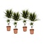 Dracaena Marginata 'Dragon tree' - Set of 4 - ø17cm - Height 70-80 cm