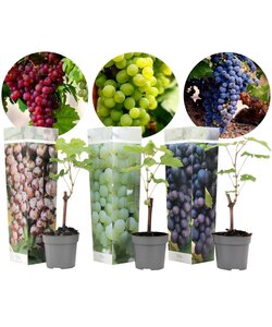 Grape plants 'Vitis Vinifera' - Mix of 3 - ø9cm - Height 25-40 cm