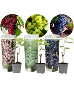 Mix di 3 piante di uva - Vitis Vinifera - Uva - ⌀ 9cm - Altezza 25-40cm