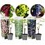 Druivenplanten - Mix van 3 - Vitis Vinifera - Pot 9cm - Hoogte 25-40cm