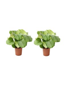 Calathea Orbifolia - Juego de 2 - cesta marante - Maceta 21cm - Altura 55-60cm