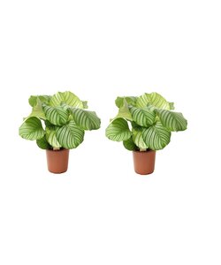 Calathea Orbifolia - Set van 2 - Pauwenplant - Pot 21cm - Hoogte 55-60cm