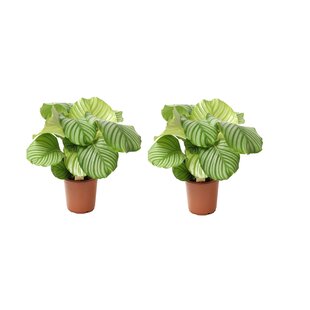 Calathea Orbifolia 'Peacock plant' - Set of 2- Pot 21 cm - Height 55-60 cm