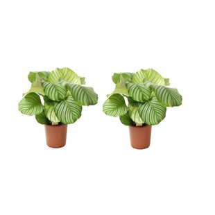Calathea Orbifolia - Set de 2 - Plante paon - Pot 21cm - Hauteur 55-60cm