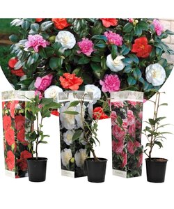 Camellia Japonica - Mix van 3 - Rozen - Rood wit roze - Pot 9cm - Hoogte 25-40cm