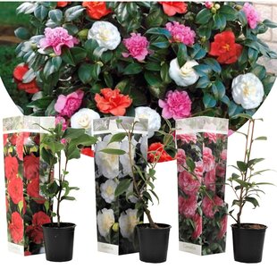 Camellia 'Japanese rose' - Mix of 3 - Red, White, Pink - ⌀9cm - Height 25-40cm