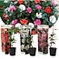 Camellia Japonica - Mix van 3 - Rozen - Rood wit roze - Pot 9cm - Hoogte 25-40cm