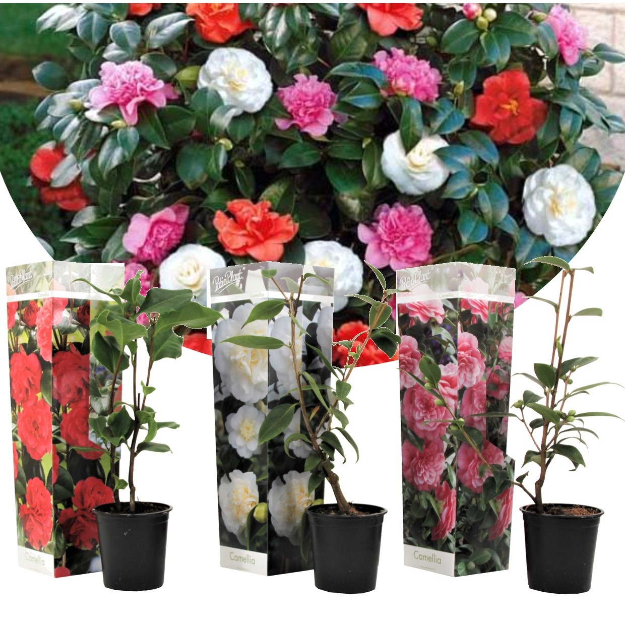 Camellia Japonica - Mix Di 3 Rose Giapponesi In Vaso 9cm - Altezza 25-40cm - Foto 7