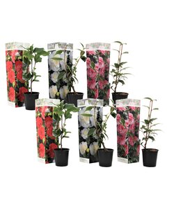 Camellia Japonica - x6 - Rose - Rosso, bianco, rosa - Vaso 9cm - Altezza 25-40cm