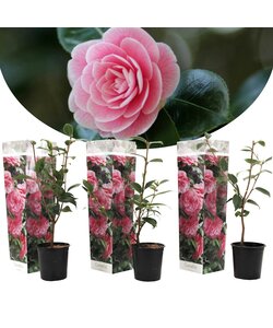 Camellia Japonica Rose - Juego de 3 - Rosas japonesas - ⌀9 cm - Altura 25-40cm
