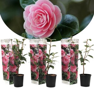 Camellia 'Japanese rose' Pink - Set of 3 - ø9cm - Height 25-40 cm