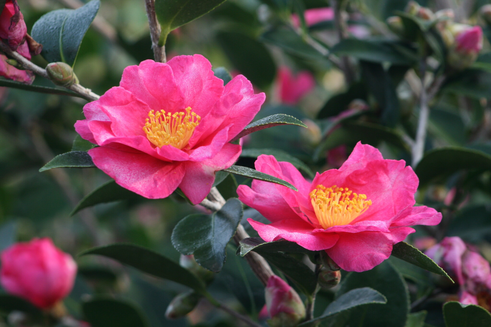 Camellia Bonomiana - 3er Set - Japanische Kamelie - Topf 9cm - Höhe 25 ...