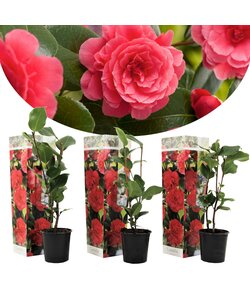 Camellia 'Japansk rose' Rød - Sæt med 3 - Kamelia - ø9cm - Højde 25-40cm