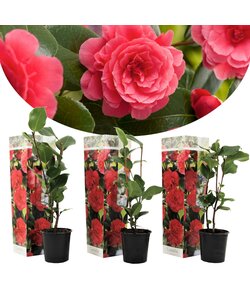 Camellia japonica Lady Campbell - 3er Set - Kamelie - Topf 9cm - Höhe 25-40cm