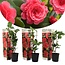 Rosso Camellia Japonica - Set di 3 - Rose giapponesi - ⌀ 9cm - Altezza 25-40cm