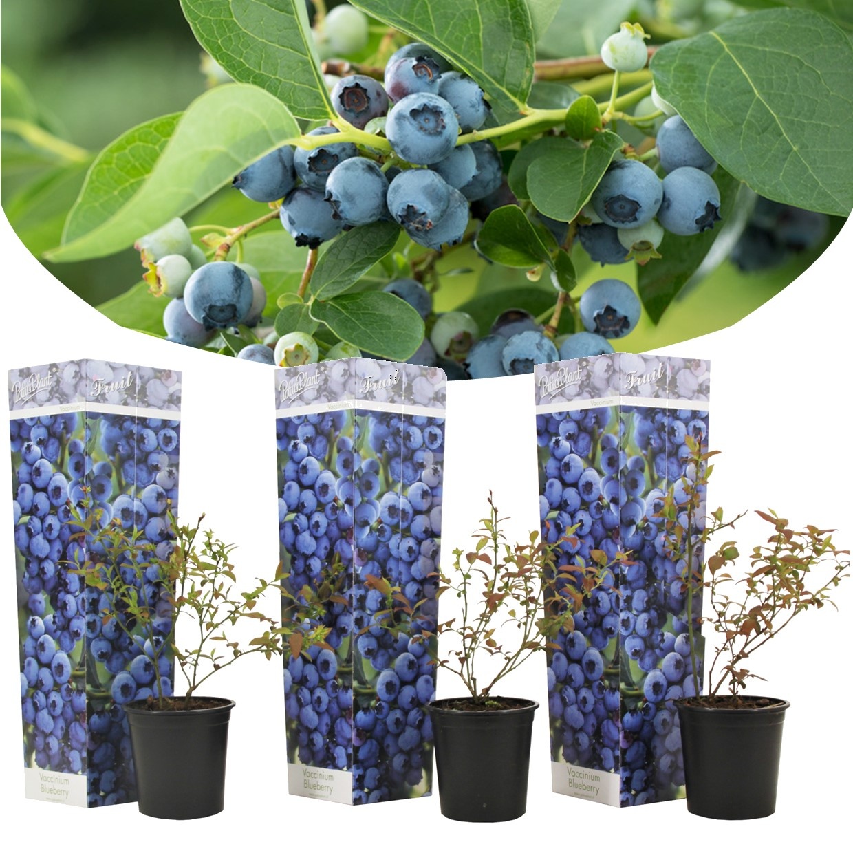 Mes plantes suspendues - Blueberry Home