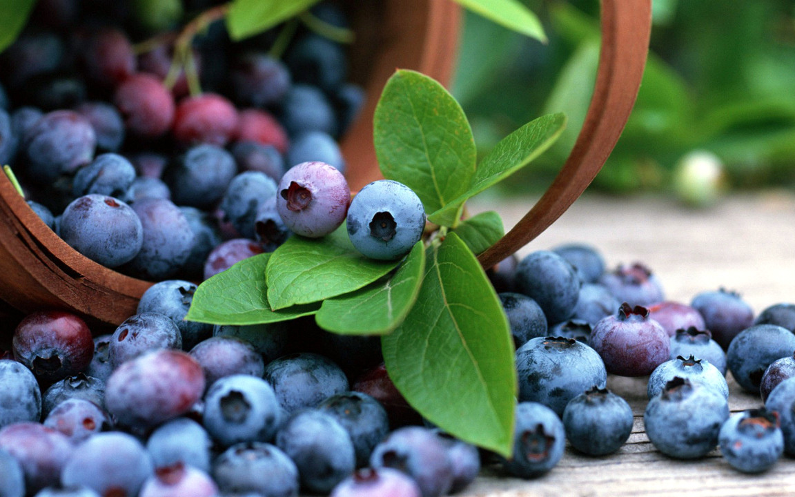 Mes plantes suspendues - Blueberry Home
