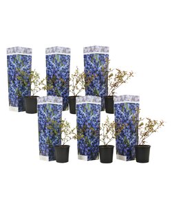 Blueberry 'Sunshine Blue' - Set of 6 - Berry plant - ø9cm - Height 25-40cm