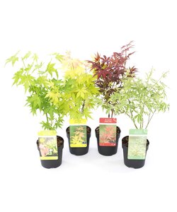 Acer palmatum - Aceri giapponese - Set di 4 - ⌀10,5 - Altezza 25-40cm