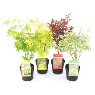 Acer palmatum - Set de 4 - Erable du Japon - Pot 10,5cm - Hauteur 25-40cm