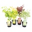 Acer palmatum - Set van 4 - Japanse Esdoorn - Pot 10,5cm - Hoogte 25-40cm