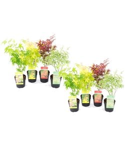 Acer palmatum - Set van 8 - Japanse Esdoorn - Pot 10,5cm - Hoogte 25-40cm