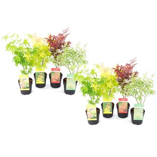 Acer palmatum - Set de 8 - Erable du Japon - Pot 10,5cm - Hauteur 25-40cm