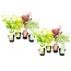 Acer palmatum - Japanischer Ahorn Bäume - Winterhart - 8er Set - Höhe 25-40cm