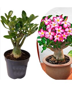 Adenium Obesum - Rosas del desierto - Maceta 10,5cm - Altura 25-40cm