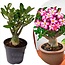 Adenium Obesum Adenium Obesum - Woestijnroos bloeiend - Pot 10.5cm - Hoogte 25-40cm