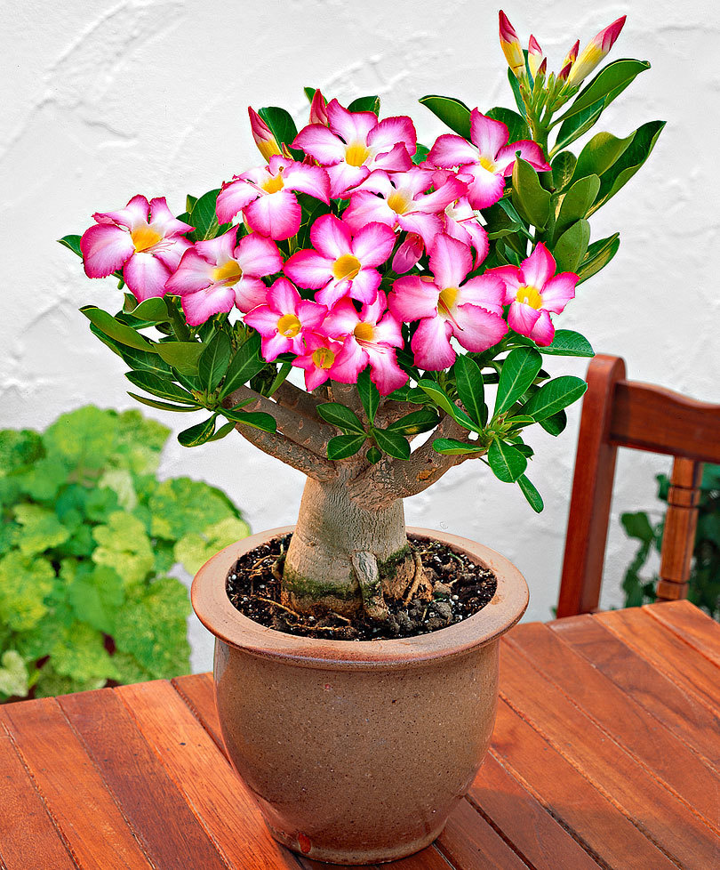 Adenium Obesum, Adenium Rosa del Deserto - vaso Ø 13cm (fiore fucsia)