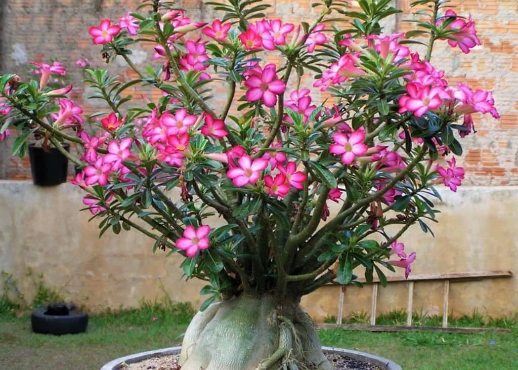 Adenium Obesum, Adenium Rosa del Deserto - vaso Ø 13cm (fiore fucsia)