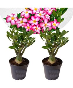 Adenium Obesum - 2er Set - Wüstenrose - Rosa - Topf 10,5cm - Höhe 25-40cm