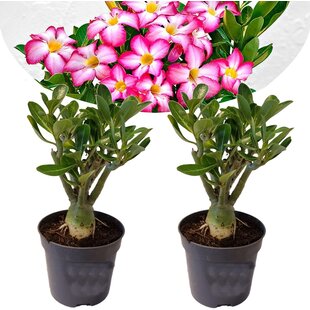 Adenium Obesum - 2er Set - Wüstenrose - Rosa - Topf 10,5cm - Höhe 25-40cm