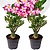 Adenium Obesum Adenium Obesum - Set de 2 - Roses du désert - Pot 10,5cm - Hauteur 25-40cm