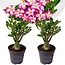 Adenium Obesum Adenium Obesum - Set di 2 - Rosa del deserto - Vaso 10,5cm - Altezza 25-40cm