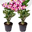 Adenium Obesum Adenium Obesum - Set van 2 - Woestijnroos bloeiend - Pot 10.5cm - Hoogte 25-40cm