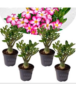 Adenium Obesum - Set de 4 - Roses du désert - Pot 10.5cm - Hauteur 25-40cm