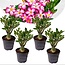 Adenium Obesum Adenium Obesum - Set van 4 - Woestijnroos bloeiend - Pot 10.5cm - Hoogte 25-40cm