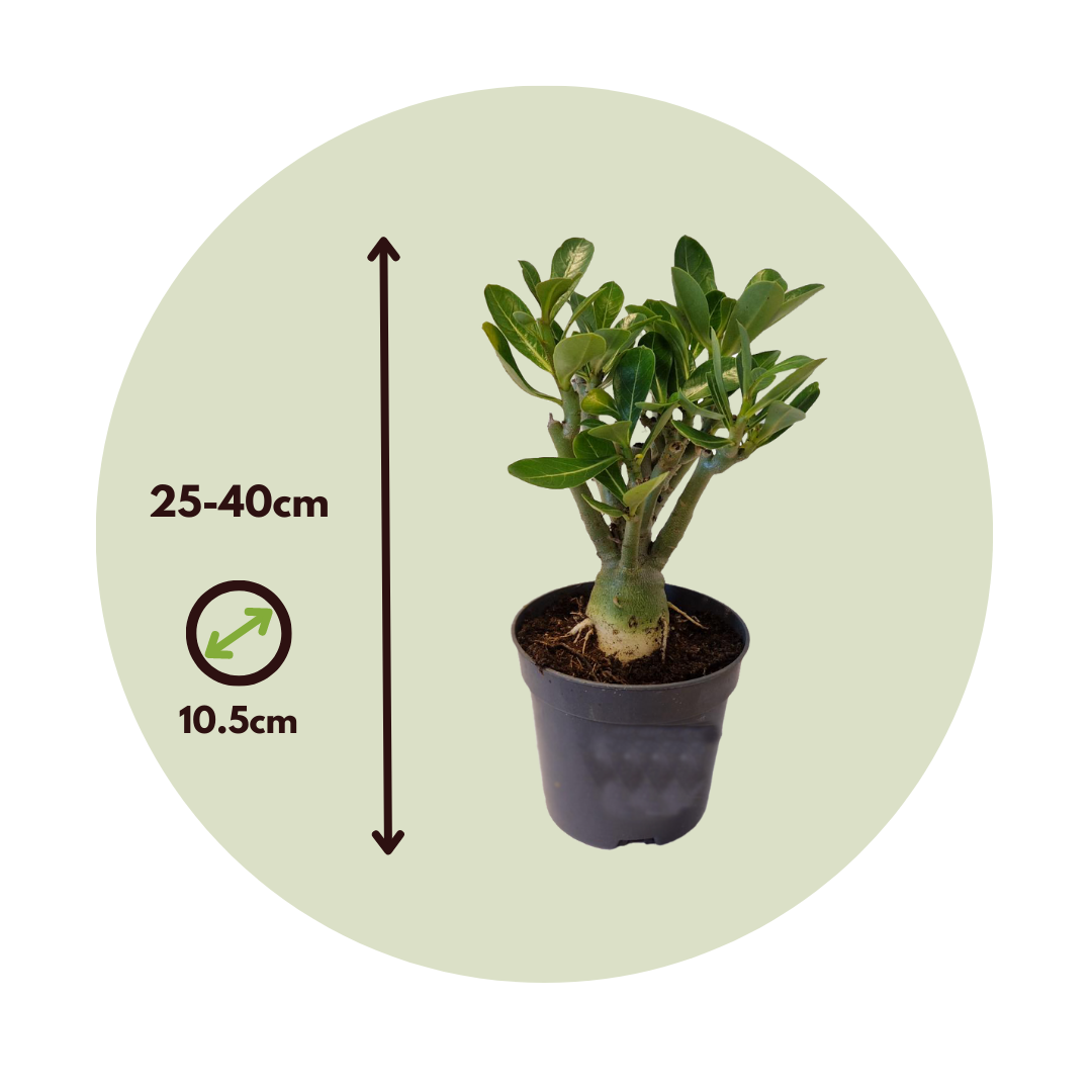 Adenium Obesum Adenium Obesum - Set of 4 - Desert rose - Pot 10,5