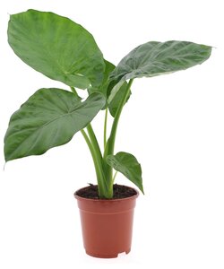 Alocasia macrorrhiza - Elefantenohr - Pfeilblatt - Topf 17cm - Höhe 60-70cm