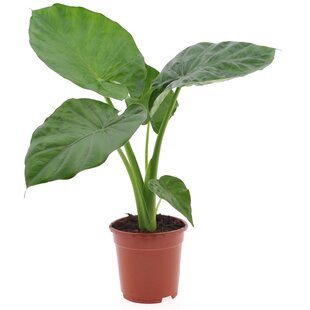 Alocasia macrorrhiza - Elefantenohr - Pfeilblatt - Topf 17cm - Höhe 60-70cm