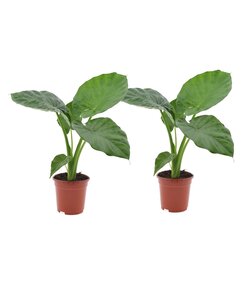 Alocasia Macrorrhiza - Set van 2 - 'Olifantsoor' - Pot 17cm - Hoogte 60-70cm