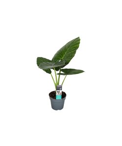 Alocasia Odora - Bellissima Pianta verde da appartamento - ⌀ 17cm - Alt. 55-75cm