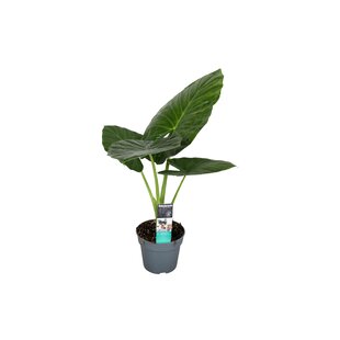 Alocasia Odora - Pfeilblatt - Topf 17cm - Höhe 55-75cm