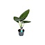 Alocasia Odora - Bellissima Pianta verde da appartamento - ⌀ 17cm - Alt. 55-75cm