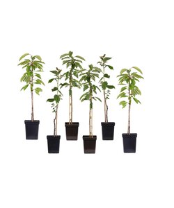 Apple trees - Set of 6 - Braeburn Golden Delicious Gala - ⌀9cm - Height 60-70cm